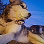 animal, backyard, canine, dog, evening, fence, fur, husky, mammal, nature, outdoor, pet, portrait, quiet, resting, side_view, sky, stone, twilight, watchful