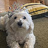 accessory, carpet, close_up, crown, cute, dog, eyes, floor, indoor, living_room, maltese, nose, pet, pillow, plush_toy, portrait, puppy, striped_pillow, tiara, white_fur
