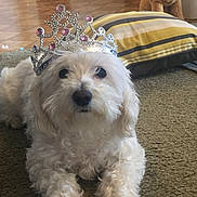Sugar joined the competition — help win amazing prizes! accessory, carpet, close_up, crown, cute, dog, eyes, floor, indoor, living_room, maltese, nose, pet, pillow, plush_toy, portrait, puppy, striped_pillow, tiara, white_fur