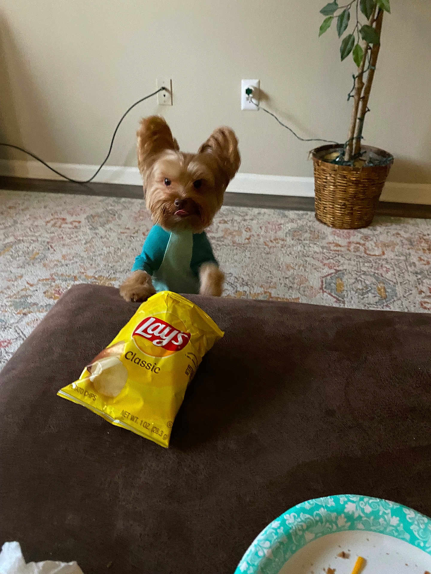 Haus is registered to the contest to win money with this photo: dog, small_dog, blue_outfit, lay's_chips, chip_bag, table, brown_table, plant, wicker_basket, rug, patterned_rug, wall, electrical_outlet, curious, tongue_out, indoor, living_room, pet, cute, mischievous