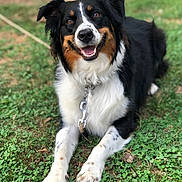 Kiwi is registered to the contest to win money with this photo: animal, black, brown, canine, collar, cute, dog, ears, friendly, fur, grass, happy, leash, lying_down, nature, outdoor, pet, smiling, tongue, white