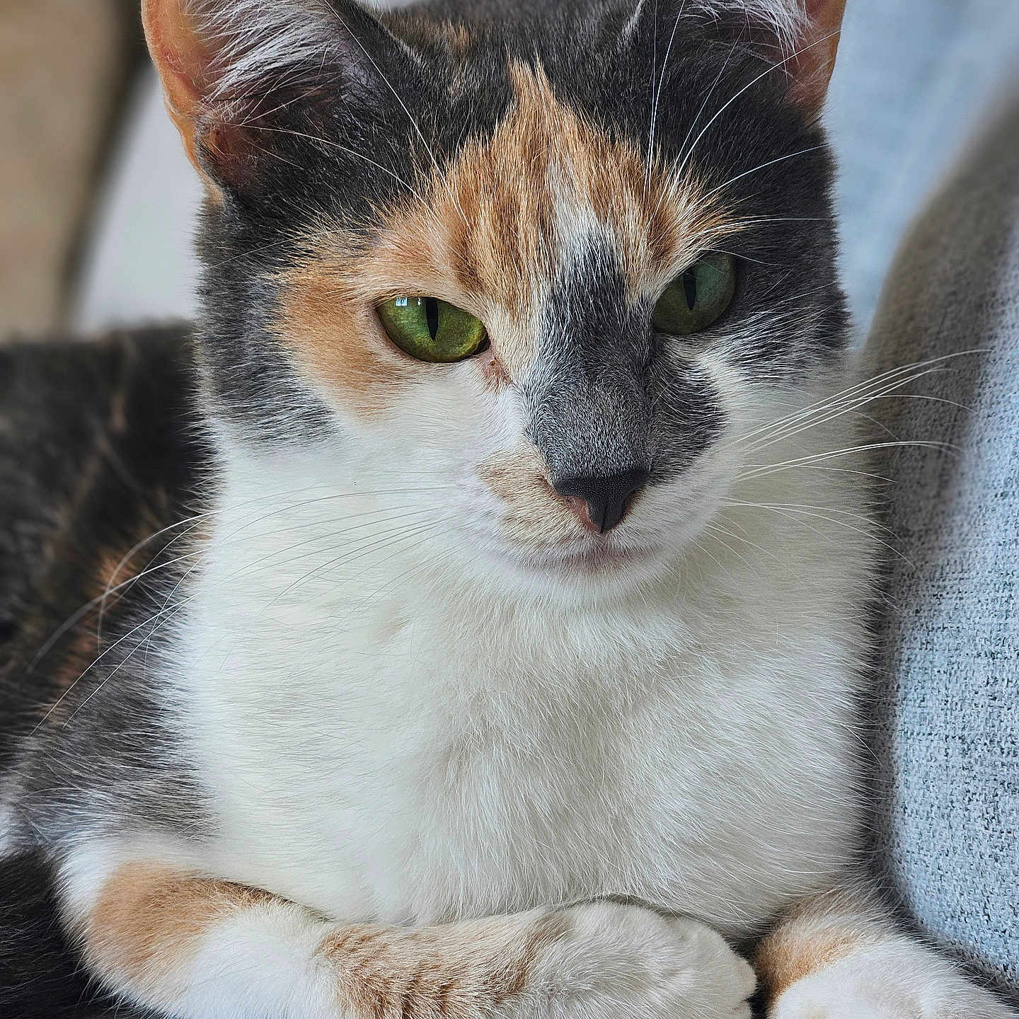 Alba participe au concours pour gagner de l'argent avec cette photo : abyssinian, angora, animal, cat, couch, furniture, kitten, manx, pet, siamese, snout