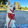 bandana, blanket, blue_eyes, canine, dog, grass, happy, leash, nature, outdoor, palm_trees, park, pet, red_bandana, sand, sitting, sunny, tongue_out, trees, white_dog