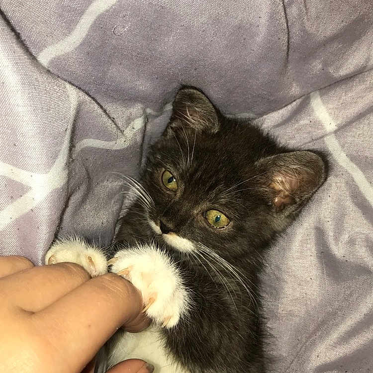 Softy a rejoint le concours — aidez-le/la à gagner de superbes lots ! bedding, cat, closeup, cozy, cute, domestic_animal, feline, fur, human_hand, indoor, kitten, paw, pet, playful, purple_blanket, resting, sleepy, tuxedo_cat, whiskers, young_animal
