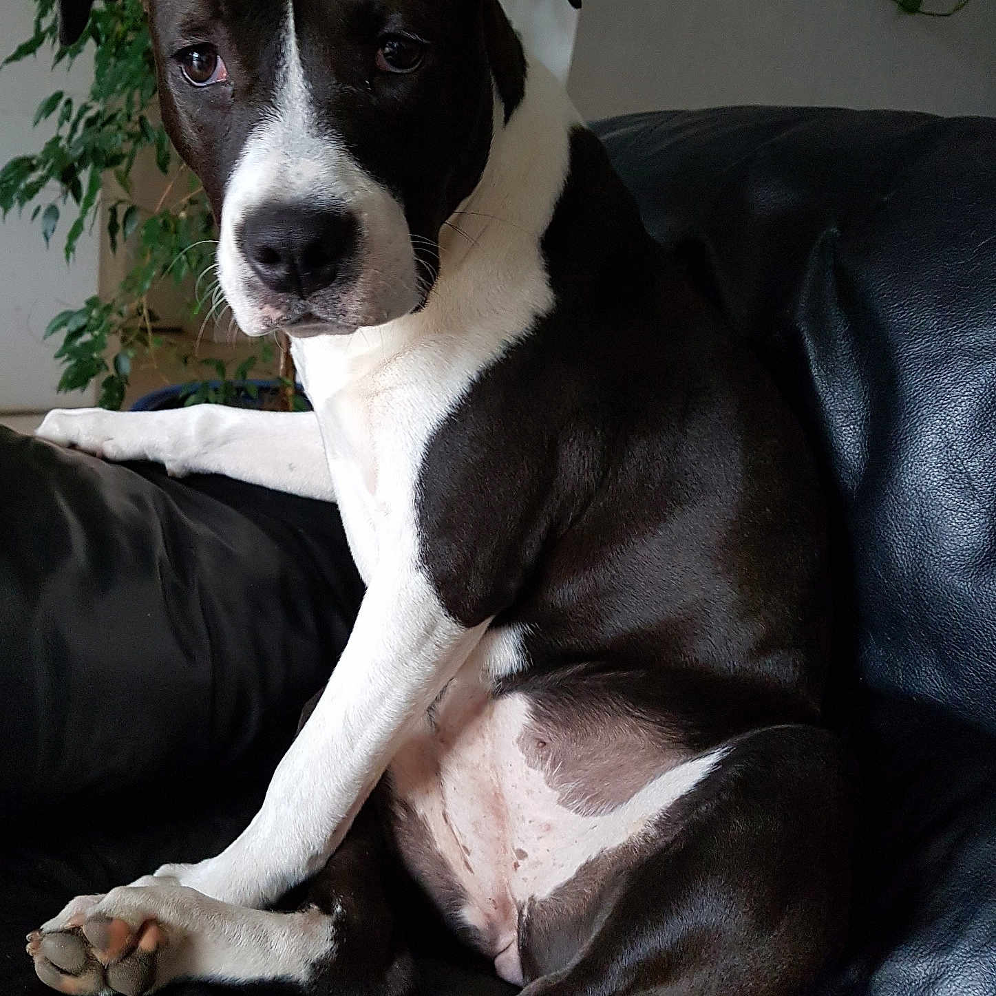 Osca