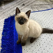 Sushi participe au concours pour gagner de l'argent avec cette photo : kitten, cat, siamese, blue_eyes, fur, pet, animal, indoor, rug, pattern, blue_fringe, curious, cute, small, whiskers, ears, tail, sitting, domestic_cat, young