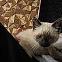 Sushi a rejoint le concours — aidez-le/la à gagner de superbes lots ! kitten, cat, siamese, blue_eyes, fur, pet, animal, indoor, cozy, hand, wooden_wall, geometric_pattern, soft, curious, young, closeup, looking, face, domestic_cat, resting