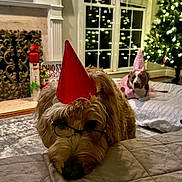 Bodhi James Hohman is registered to the contest to win money with this photo: bed, brown_dog, carpet, christmas_tree, cozy, cute, decorations, dog, festive, fireplace, glasses, gray_dog, holiday, holiday_lights, indoor, living_room, party_hat, pet, resting, window