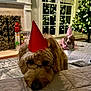 bed, brown_dog, carpet, christmas_tree, cozy, cute, decorations, dog, festive, fireplace, glasses, gray_dog, holiday, holiday_lights, indoor, living_room, party_hat, pet, resting, window