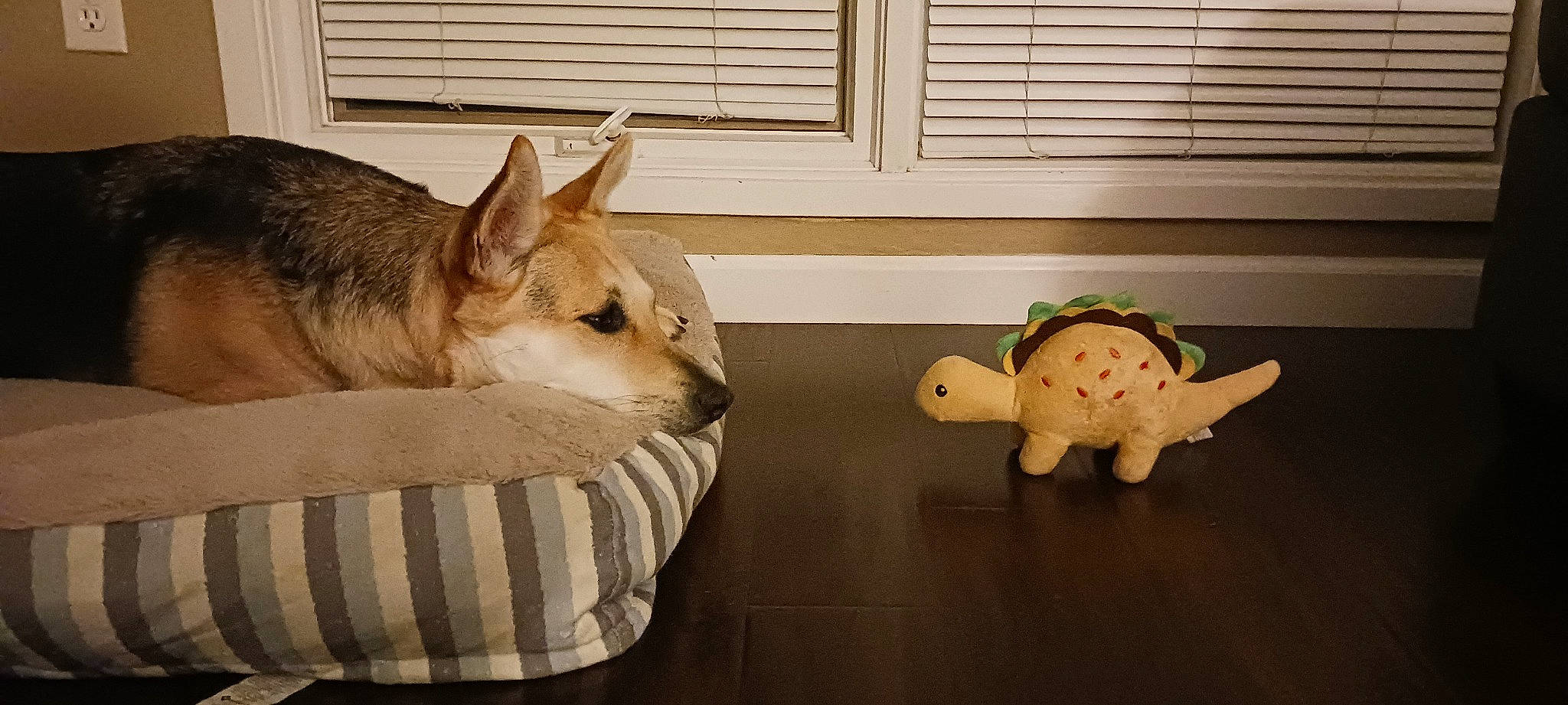 Avery joined the competition — help win amazing prizes! comfort, companion_dog, dog, dog_breed, fawn, felidae, floor, flooring, fur, room, snout, stuffed_toy, tail, terrestrial_animal, toy, vertebrate, whiskers, window, window_blind, wood