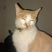 Sunny joined the competition — help win amazing prizes! animal, bell, cat, close_up, collar, cream_colored, cute, domestic, feline, fur, indoor, mammal, pet, portrait, quiet, resting, sitting, sleepy, whiskers, white