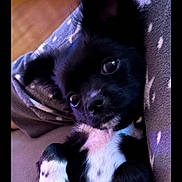 Aslo participe au concours pour gagner de l'argent avec cette photo : animal, black_and_white, blanket, close_up, comfort, cozy, cuddle, cute, dog, eyes, fur, indoors, lying_down, pet, portrait, puppy, relaxed, small_dog, soft, star_pattern