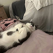 Tobi is registered to the contest to win money with this photo: animal, bed, black_and_white, blanket, cat, closeup, comfort, cozy, cute, domestic_animal, feline, fur, indoor, pet, pillow, relaxed, resting, sleeping, soft, whiskers