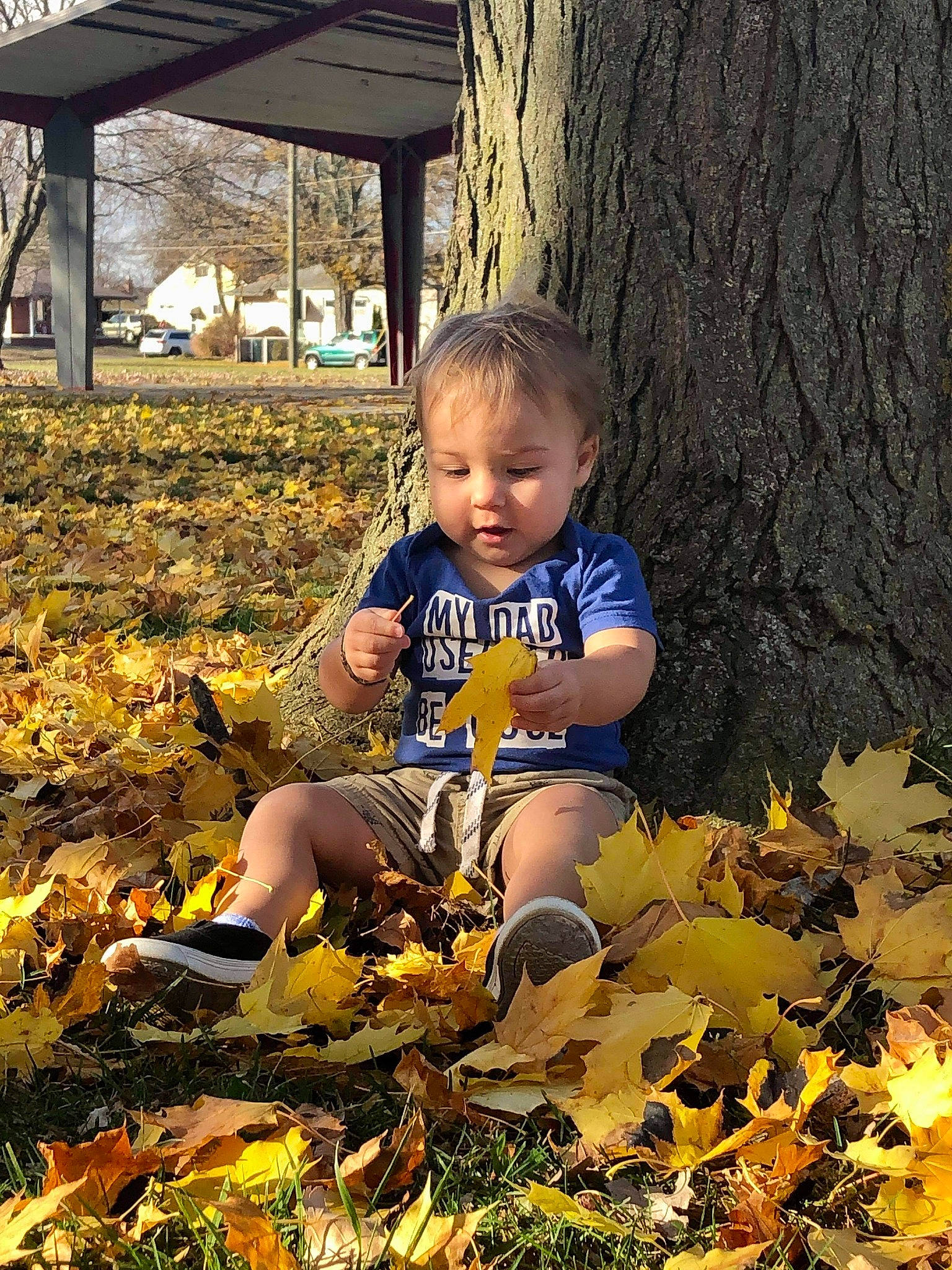 Grayson Tyler joined the competition — help win amazing prizes! adaptation, baby_toddler_clothing, child, deciduous, fun, grass, happy, leaf, leisure, nature, people_in_nature, person, plant, sitting, spring, t_shirt, tints_and_shades, toddler, tree, wood