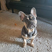 Herbie is registered to the contest to win money with this photo: french_bulldog, puppy, dog, carpet, living_room, couch, blanket, ears, pet, floor, indoor, animal, cute, young, fur, sitting, attention, looking_up, domestic, companion