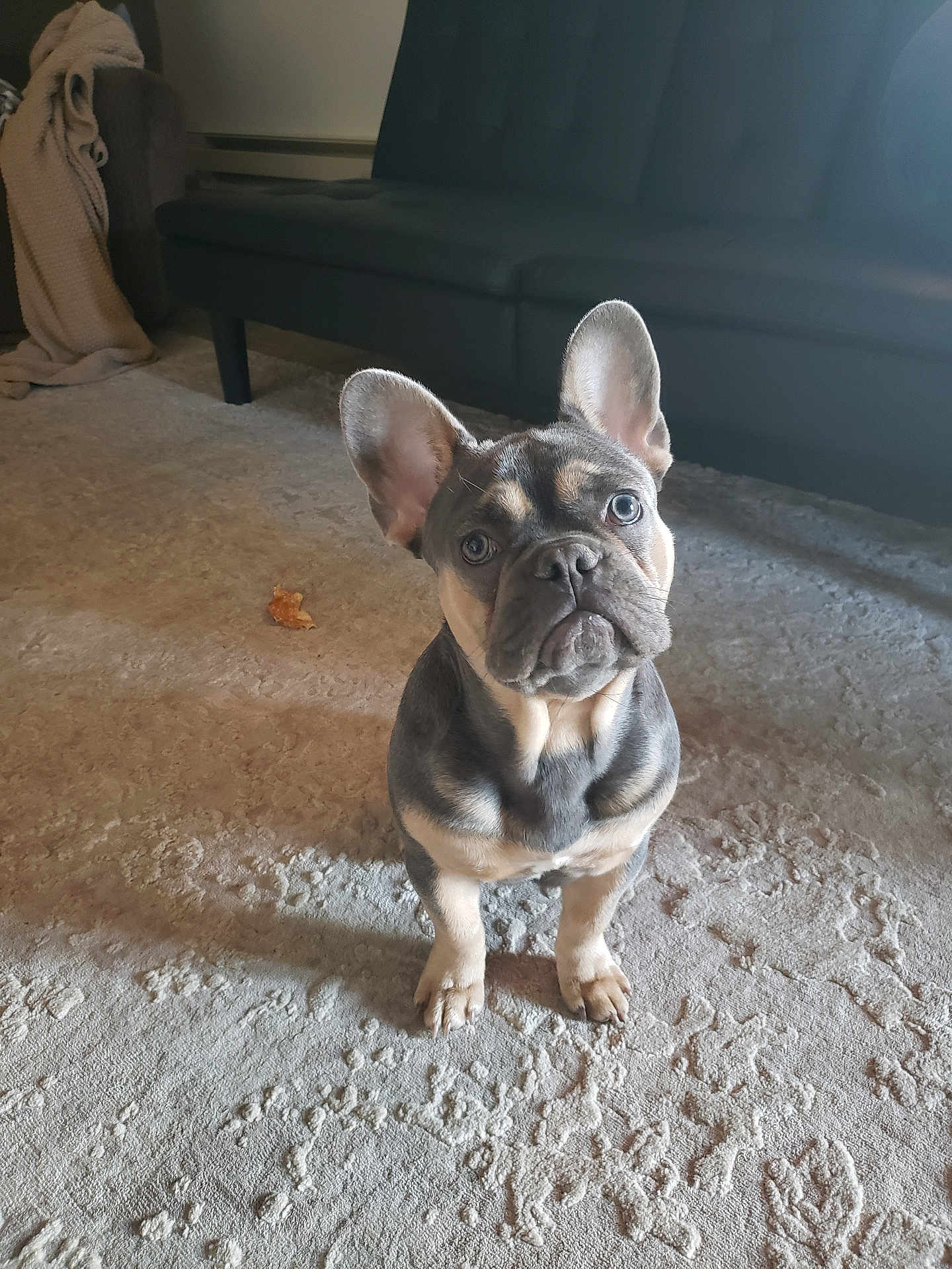 Herbie
