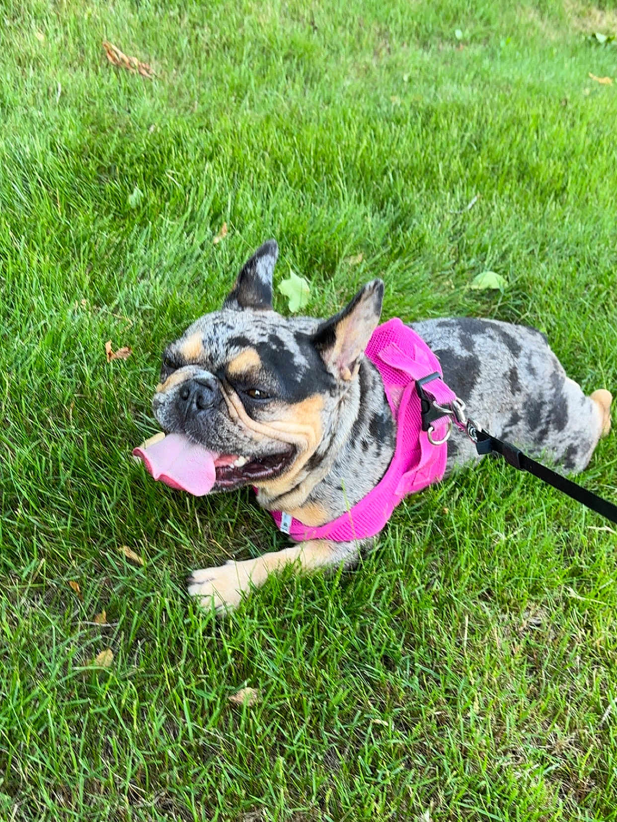 Sprinkles is registered to the contest to win money with this photo: dog, french_bulldog, grass, pink_harness, pet, outdoor, tongue_out, canine, animal, summer, playful, leash, happy, resting, nature, cute, muzzle, ears, paw, domestic