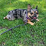 Sprinkles joined the competition — help win amazing prizes! dog, french_bulldog, merle_coat, grass, leash, outdoor, pet, canine, playful, tongue_out, resting, sunlight, greenery, animal, cute, small_dog, ears_up, muzzle, happy, nature