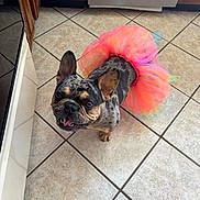 Sprinkles is registered to the contest to win money with this photo: dog, french_bulldog, tutu, pink, orange, happy, pet, animal, indoor, tile_floor, cute, playful, looking_up, ears_up, small_dog, muzzle, tongue_out, domestic, companion, smiling