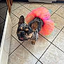 dog, french_bulldog, tutu, pink, orange, happy, pet, animal, indoor, tile_floor, cute, playful, looking_up, ears_up, small_dog, muzzle, tongue_out, domestic, companion, smiling