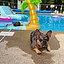 Sprinkles joined the competition — help win amazing prizes! dog, french_bulldog, pool, inflatable, poolside, water, float, person, backyard, trees, summer, relaxing, concrete, shed, sunlight, leisure, animal, pet, outdoor, vacation