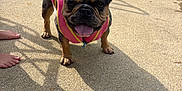 Sprinkles joined the competition — help win amazing prizes! dog, french_bulldog, pink_vest, outdoor, sunlight, concrete, shadow, ears, tongue, pet, animal, playful, feet, chair, summer, daytime, cute, standing, happy, companion