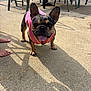 dog, french_bulldog, pink_vest, outdoor, sunlight, concrete, shadow, ears, tongue, pet, animal, playful, feet, chair, summer, daytime, cute, standing, happy, companion