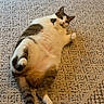 cat, lying_down, carpet, indoor, relaxed, feline, white_and_gray, paws, tail, patterned_rug, cute, pet, animal, fluffy, domestic, resting, funny_pose, soft_lighting, cozy, home