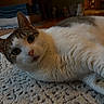 Cleo is registered to the contest to win money with this photo: cat, indoor, pet, white_fur, tabby, lying_down, curious, close_up, carpet, home, domestic_animal, whiskers, ears, floor, relaxed, animal_portrait, feline, soft_fur, looking_at_camera, cozy