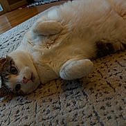 Cleo joined the competition — help win amazing prizes! cat, indoor, carpet, relaxed, curled_paws, fur, pet, animal, cute, whiskers, ears, floor, home, closeup, lying_down, cozy, domestic, soft, feline, resting