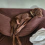Bourbon joined the competition — help win amazing prizes! dog, brown_dog, couch, furniture, blanket, relaxed, indoor, resting, pet, collar, canine, fur, living_room, comfortable, home, animal, laying_down, paw, snout, ears