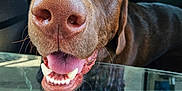 Bourbon joined the competition — help win amazing prizes! dog, chocolate_labrador, close_up, car_window, pet, animal, canine, mouth_open, tongue_out, nose, happy, yellow_eyes, inside_car, reflection, fur, whiskers, outdoor, daylight, friendly, excited