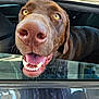 animal, canine, car_window, chocolate_labrador, close_up, daylight, dog, excited, friendly, fur, happy, inside_car, mouth_open, nose, outdoor, pet, reflection, tongue_out, whiskers, yellow_eyes