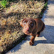 Bourbon joined the competition — help win amazing prizes! puppy, dog, chocolate_labrador, blue_eyes, outdoor, grass, concrete, sunlight, shadow, young_dog, pet, curious, brown_fur, animal, canine, walking, nature, daylight, adorable, looking_up