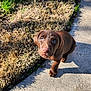 adorable, animal, blue_eyes, brown_fur, canine, chocolate_labrador, concrete, curious, daylight, dog, grass, looking_up, nature, outdoor, pet, puppy, shadow, sunlight, walking, young_dog