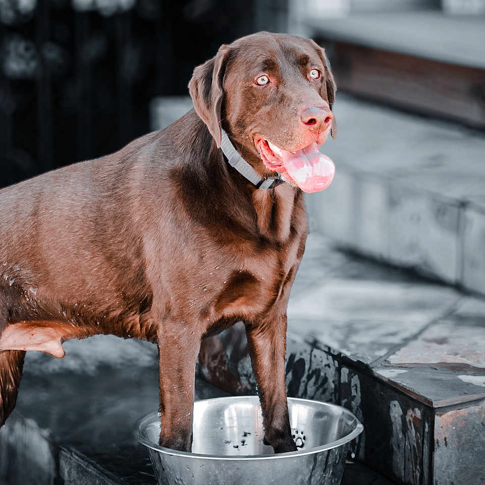 Bourbon joined the competition — help win amazing prizes! animal, canine, chocolate, collar, dog, domestic, fur, garden, happy, labrador, mammal, outdoor, paw, pet, playful, refreshing, stone_patio, summer, tongue_out, water_bowl