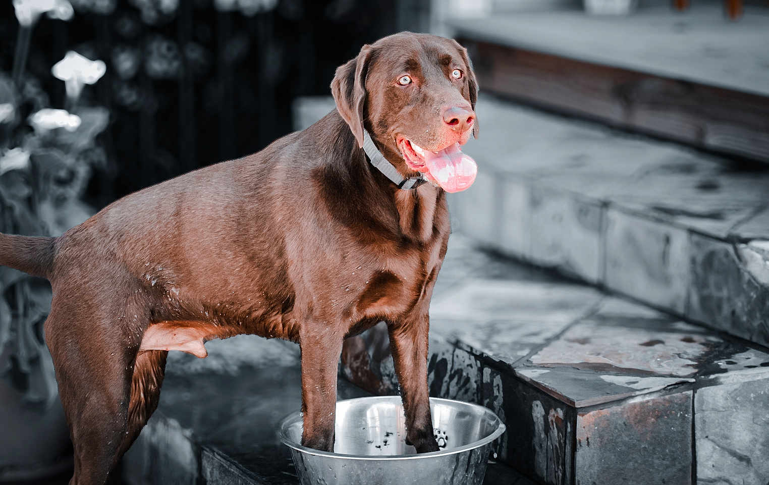 Bourbon joined the competition — help win amazing prizes! dog, labrador, chocolate, water_bowl, outdoor, stone_patio, tongue_out, pet, animal, happy, canine, collar, summer, refreshing, playful, fur, mammal, domestic, paw, garden
