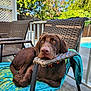 Bourbon is registered to the contest to win money with this photo: dog, labrador, brown_dog, chair, woven_chair, towel, outdoor, backyard, pool, greenery, sunlight, pet, relaxing, summer, fence, calm, animal, resting, daytime, nature