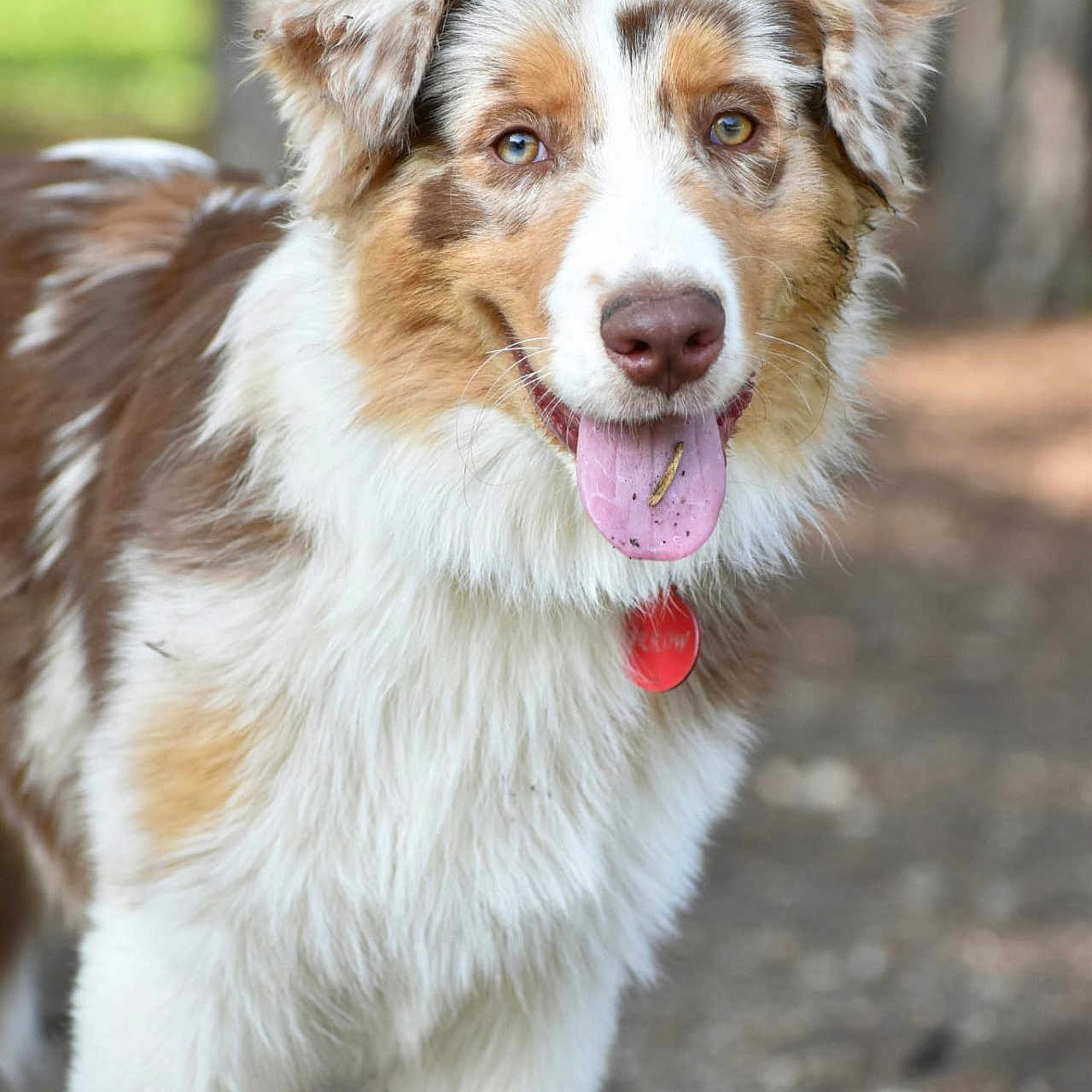 Arrow participe au concours pour gagner de l'argent avec cette photo : animal, australian_shepherd, canine, closeup, collar, dog, ears, eyes, fluffy_coat, fur, greenery, happy, muzzle, nature, outdoor, pet, portrait, red_tag, tongue_out, tree