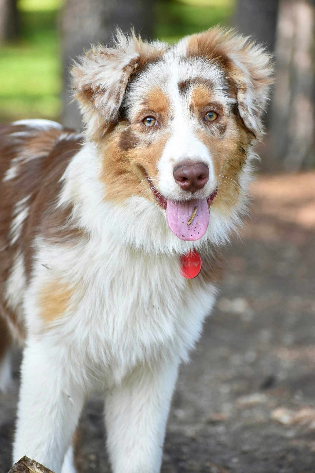 Arrow participe au concours pour gagner de l'argent avec cette photo : dog, australian_shepherd, tongue_out, fluffy_coat, collar, red_tag, outdoor, nature, tree, greenery, happy, pet, canine, animal, fur, muzzle, ears, eyes, closeup, portrait