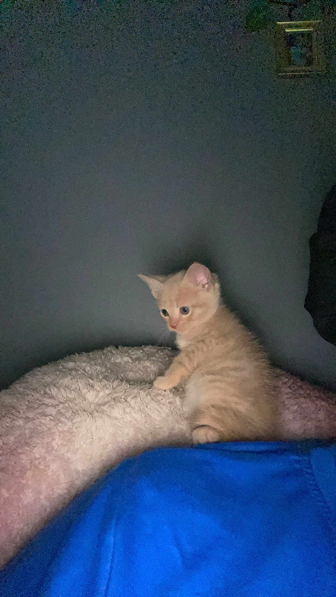 Tangerine