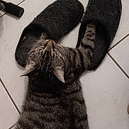 Vanille a rejoint le concours — aidez-le/la à gagner de superbes lots ! cat, tabby_cat, slippers, floor, tile, curious, pet, indoor, striped, whiskers, paw, domestic_animal, feline, playful, household, cozy, funny_pose, looking_up, fur, animal