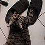 cat, tabby_cat, slippers, floor, tile, curious, pet, indoor, striped, whiskers, paw, domestic_animal, feline, playful, household, cozy, funny_pose, looking_up, fur, animal