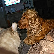 Pablo participe au concours pour gagner de l'argent avec cette photo : animal, blanket, cat, couch, cozy, curly_ear, dog, domestic, fluffy, fur, furniture, home, indoor, living_room, mammal, pet, relaxed, side_profile, television, wooden_furniture