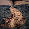Alina a rejoint le concours — aidez-le/la à gagner de superbes lots ! cat, tabby_cat, pet, animal, feline, lying_down, blanket, indoor, cozy, fur, whiskers, ears, cute, relaxed, curious, home, soft_texture, sleepy, resting, closeup