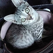 Alina participe au concours pour gagner de l'argent avec cette photo : cat, kitten, tabby, green_eyes, handbag, zipper, fur, pet, cute, animal, indoor, curious, small, whiskers, sitting, looking_up, closeup, domestic_animal, young, cozy
