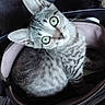cat, kitten, tabby, green_eyes, handbag, zipper, fur, pet, cute, animal, indoor, curious, small, whiskers, sitting, looking_up, closeup, domestic_animal, young, cozy