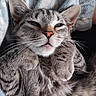 Alina a rejoint le concours — aidez-le/la à gagner de superbes lots ! cat, tabby, pet, animal, feline, whiskers, paws, close_up, sleepy, relaxed, cozy, blanket, fur, cute, indoor, resting, soft, ears, face, nostrils