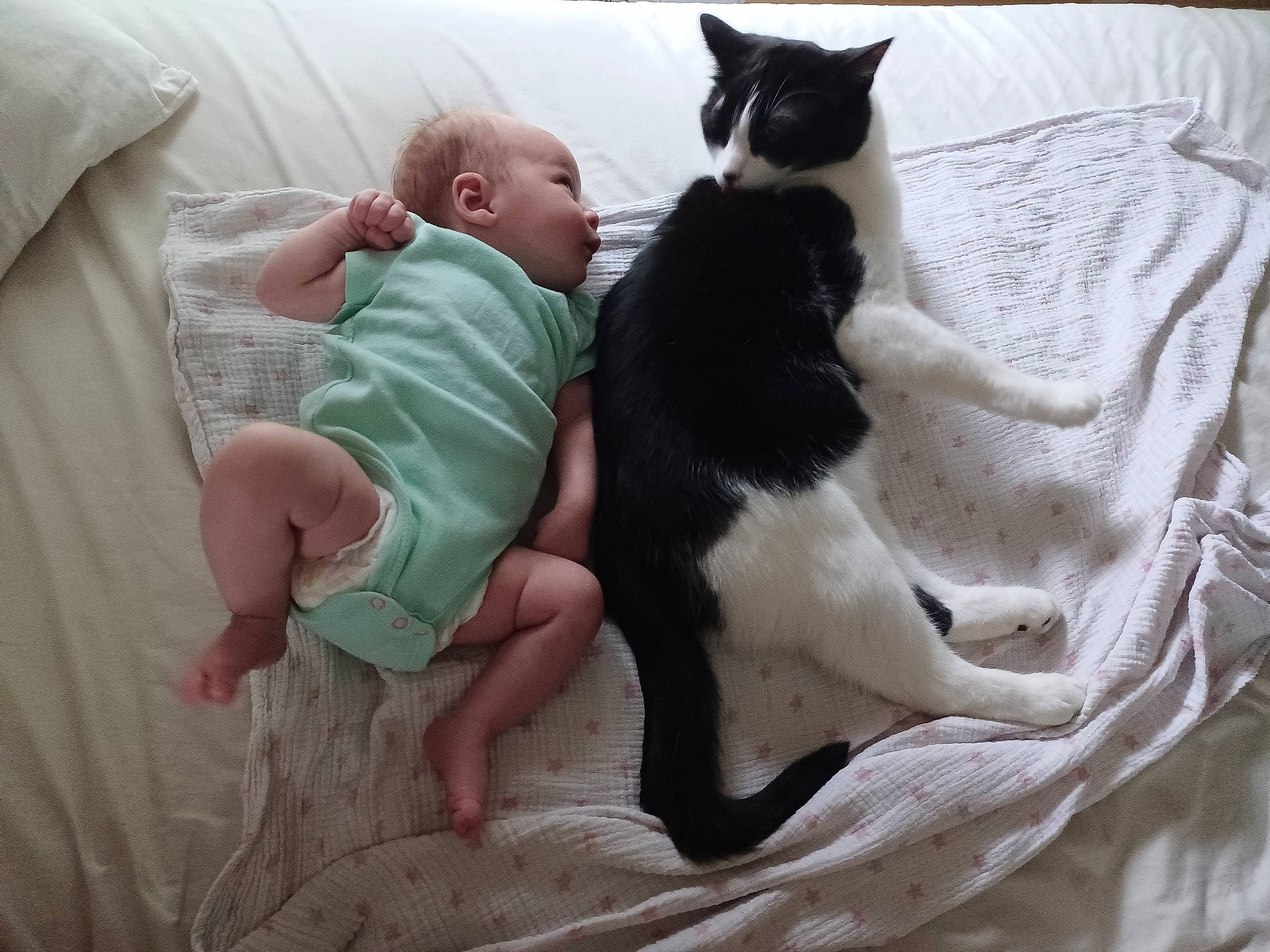 Jojo is registered to the contest to win money with this photo: baby, bed, carnivore, cat, comfort, companion_dog, domestic_short_haired_cat, felidae, fur, gesture, lap, leg, linens, mammal, person, small_to_medium_sized_cats, t_shirt, tail, textile, vertebrate