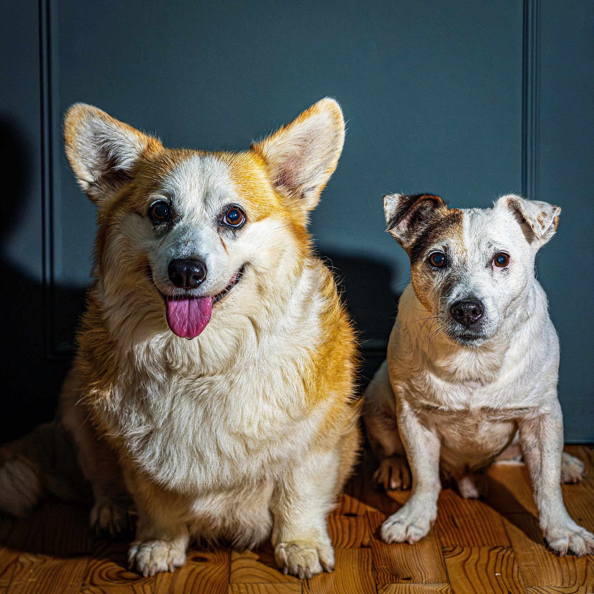Mitsune Et Hiro participe au concours pour gagner de l'argent avec cette photo : dog, pets, corgi, mixed_breed, indoor, wooden_floor, portrait, sitting, cute, animal, canine, companion, fur, ears, tongue, looking, two_dogs, friendly, domestic, house